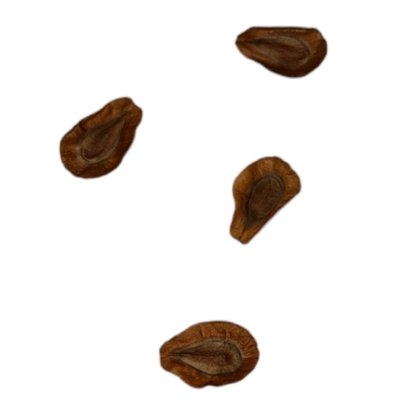 🦋Native Organic Pesticide Free Hand Harvested Swamp Milkweed Seeds Pack of 50🦋 - Picture 2 of 6